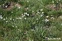 VBS_2475 - Fioritura Narcisi Castelnuovo Nigra 2022 e campi di papaveri rossi